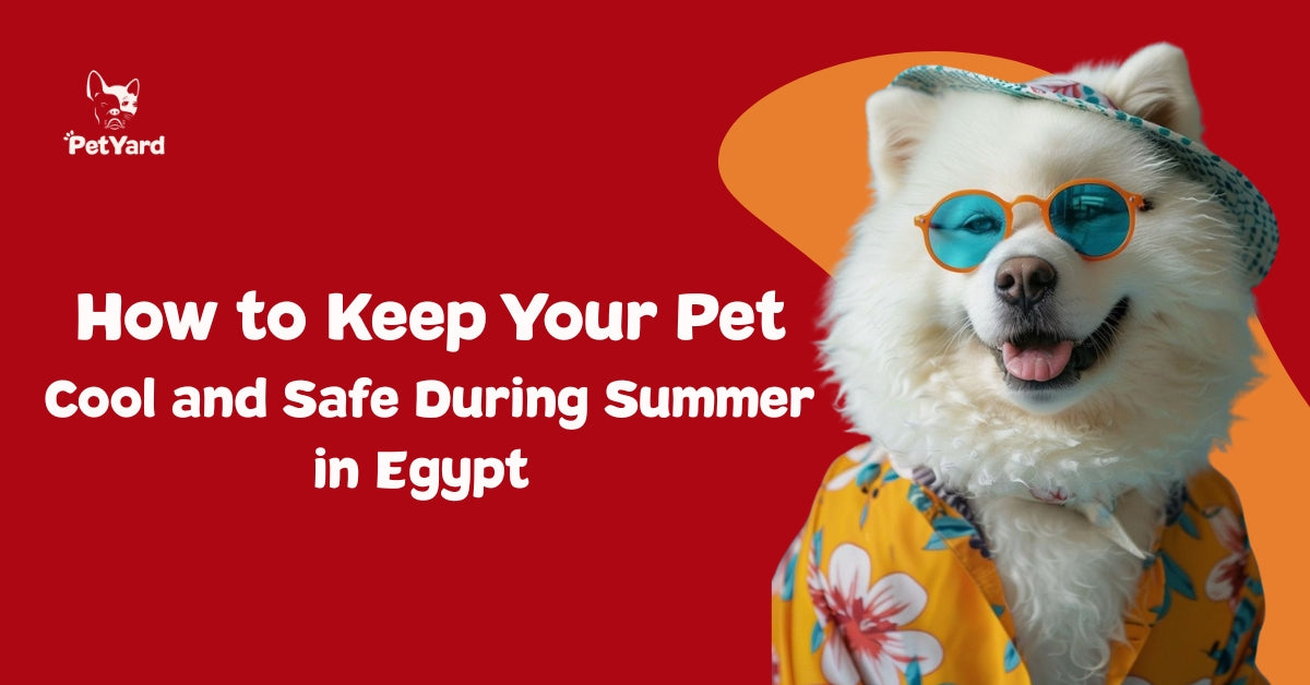 How to Keep Your Pet  Cool and Safe During Summer in Egypt?