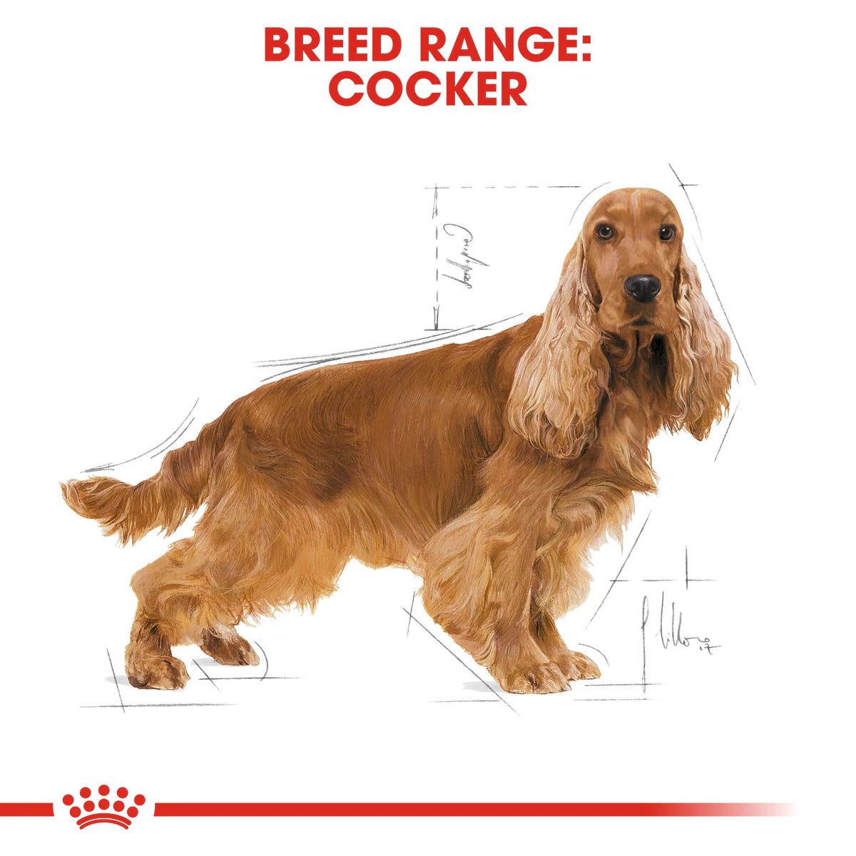 Royal Canin Cocker Adult (3 KG) - Dry food for adult Cocker dogs over 12 months