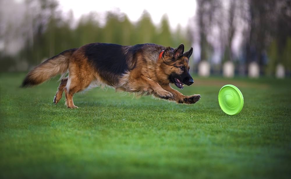 Flyer Dog Toy by Flyber - Floating Disc Toy 9-inch for Outdoors and Indoors Games.
