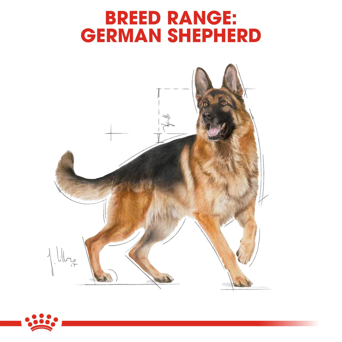Royal Canin German Shepherd Adult - Dry food for adult