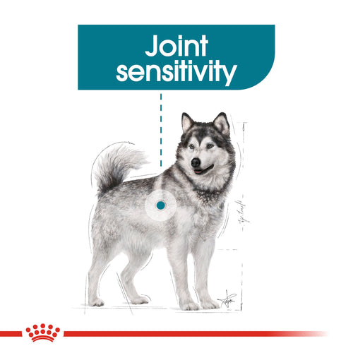 Royal Canin Maxi Joint Care (10 KG)- Dry Food prone to joint sensitivity