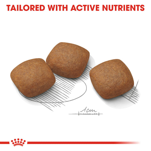 Royal Canin Maxi Joint Care (10 KG)- Dry Food prone to joint sensitivity