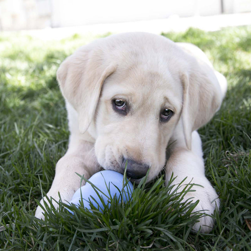 Kong Puppy Blue M - PetYard