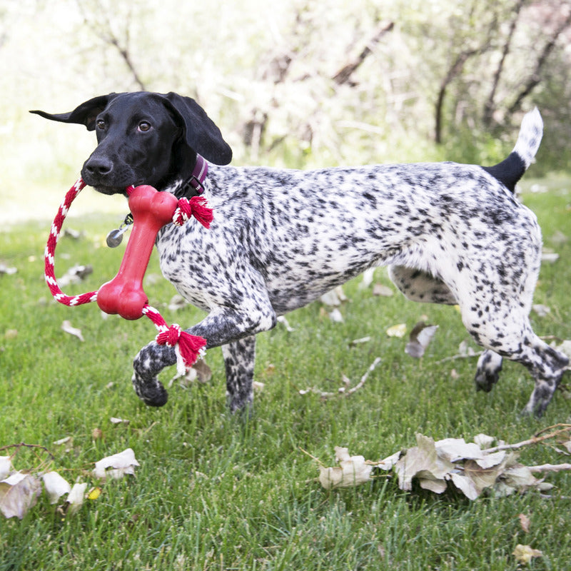 KONG GOODIE BONE W/ROPE M - PetYard