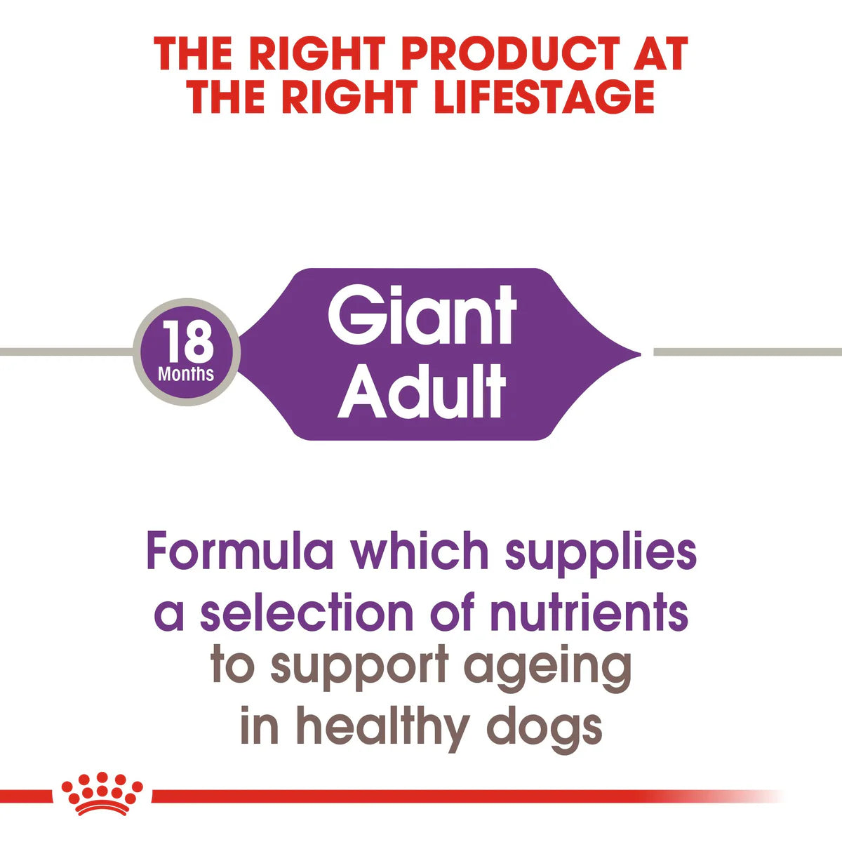 Royal Canin Giant Adult  - Dry food for giant active dogs. Adult weight from 45 kg and over - over 18\24 months