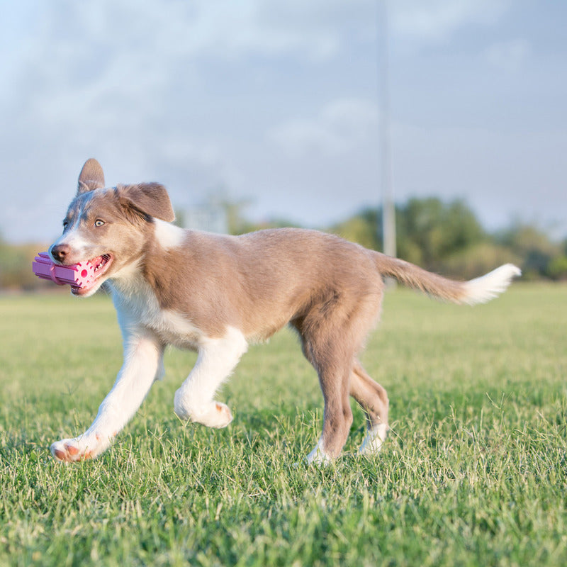 KONG PUPPY TEETHING STICK M - PetYard