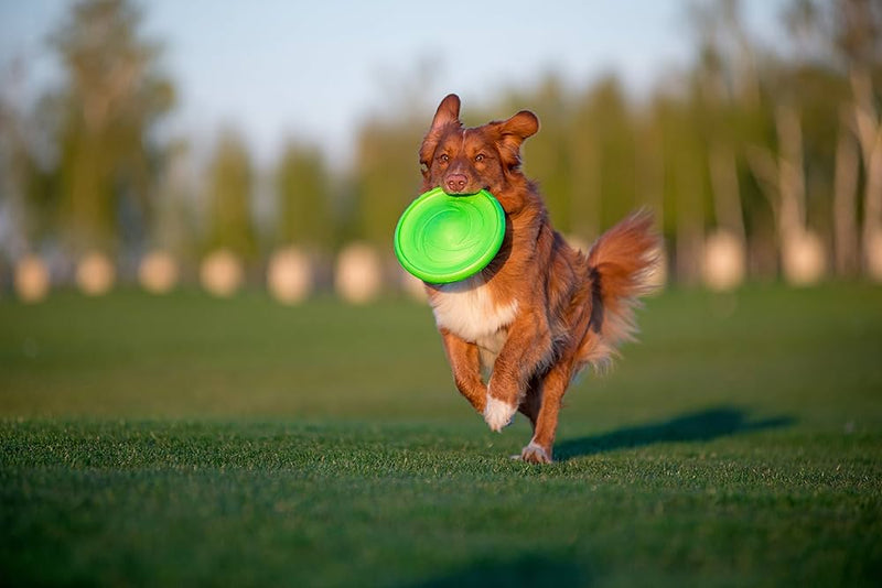 Flyer Dog Toy by Flyber - Floating Disc Toy 9-inch for Outdoors and Indoors Games.