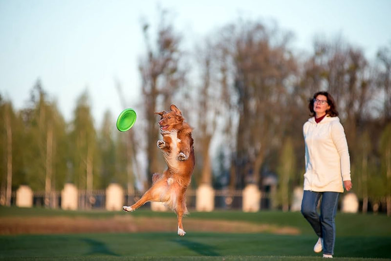Flyer Dog Toy by Flyber - Floating Disc Toy 9-inch for Outdoors and Indoors Games.
