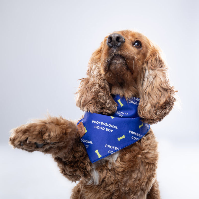 Professional Goodboy - Bandana