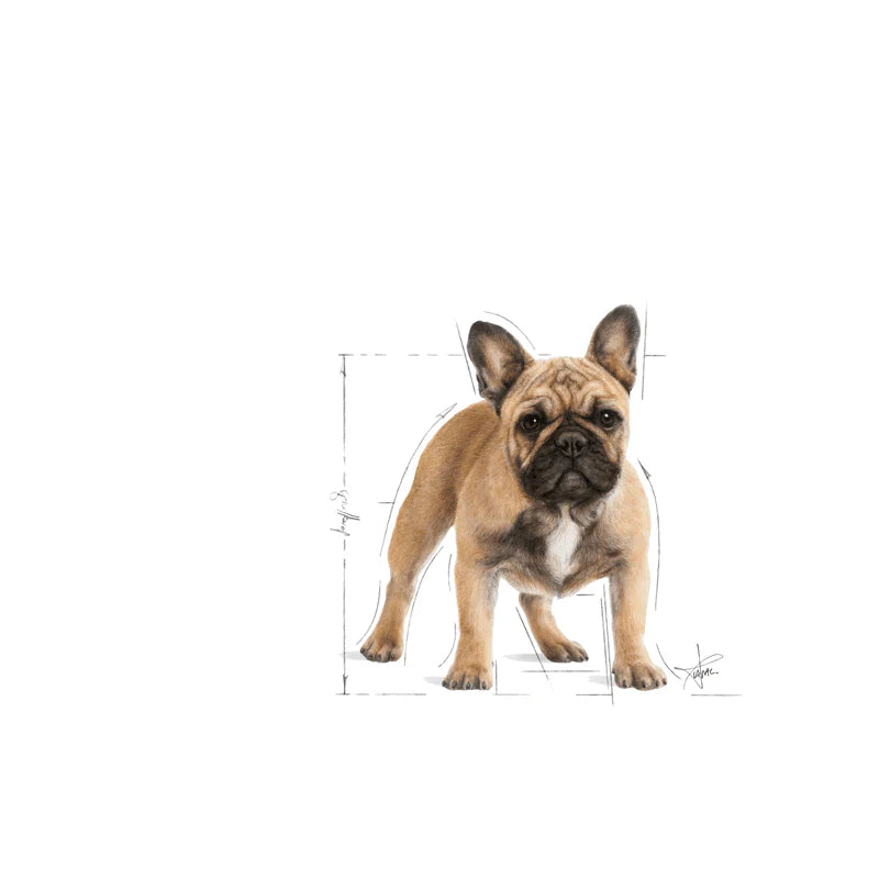 Royal Canin French Bulldog Adult (3 KG)- Dry food for adult dogs over 12 months