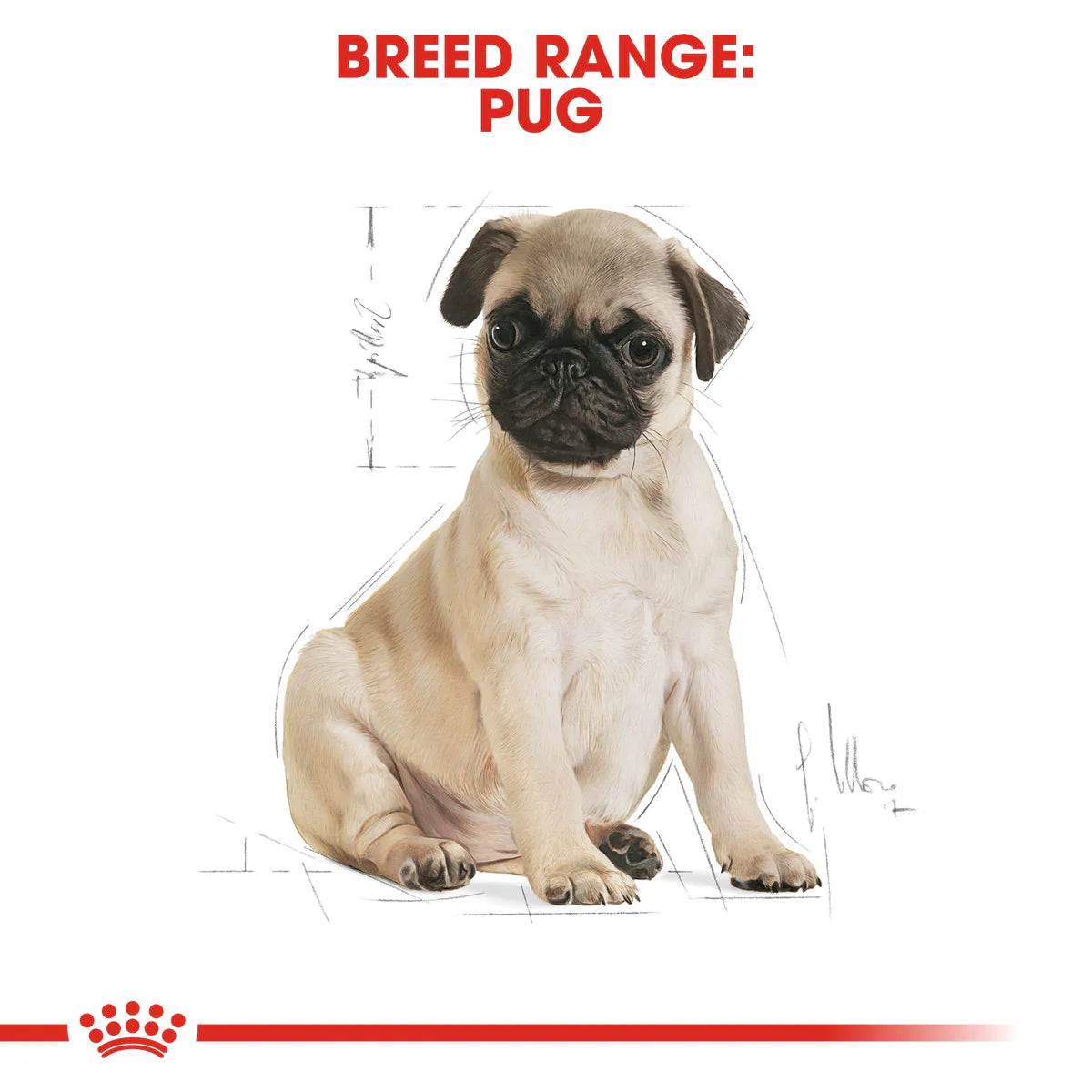 Royal Canin Pug Puppy (1.5KG)