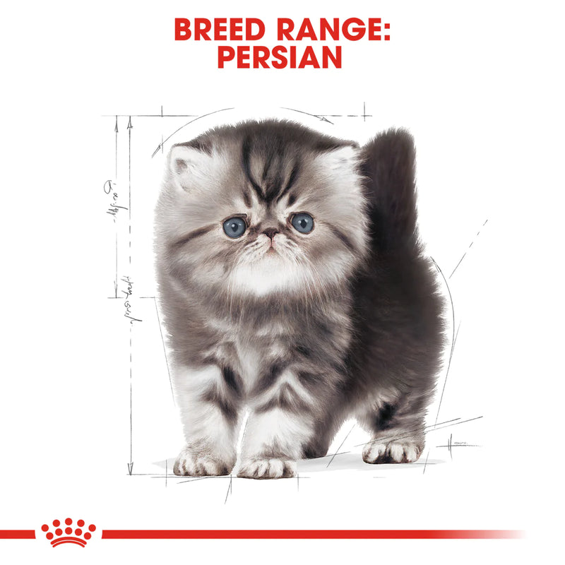 Kitten persian royal canin hot sale
