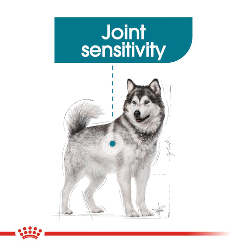 Royal Canin Maxi Joint Care (10 KG)- Dry Food  prone to joint sensitivity