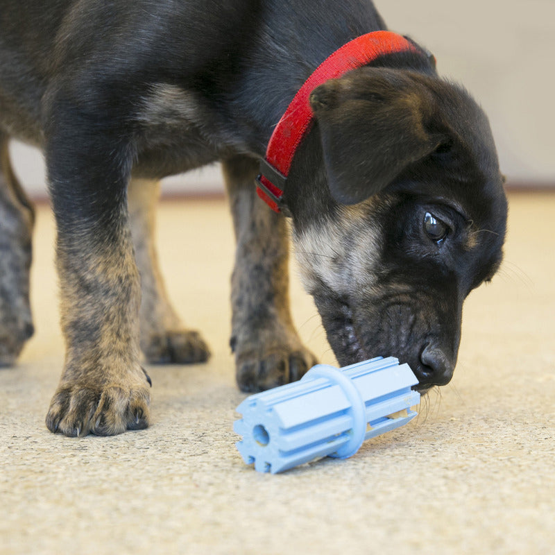 KONG PUPPY TEETHING STICK L - PetYard