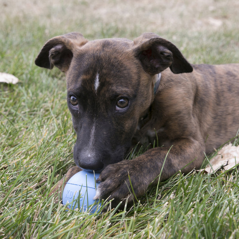 KONG PUPPY BALL W/HOLE S - PetYard