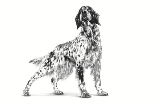 Royal Canin Gastro intestinal Low Fat Canine - Dry food for Gastro-intestinal disorders