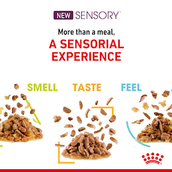 Royal Canin Cat Sensory Feel Gravy (Box/Pouch)